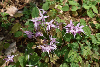 Horny Goat Weed