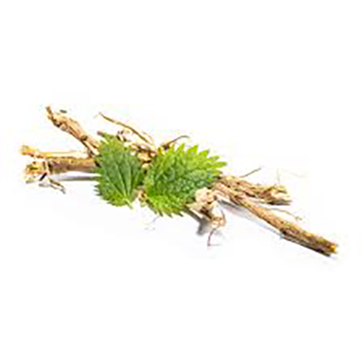 Urtica dioica