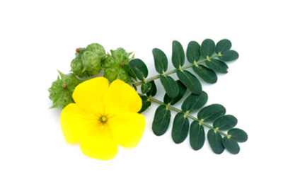 Apium graveolens
